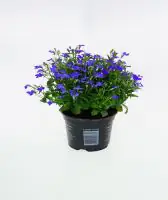 Männertreu Lobelia erinus H 15 cm 10,5 cm Topf