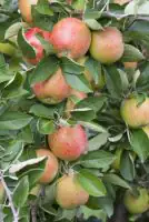 Apfelbaum Braeburn 7,5 L Container