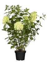 Rispenhortensie 'Limelight' 5 l Container