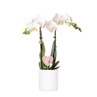 Schmetterlingsorchidee Phalaenopsis im  9 cm Keramiktopf mit Deko zum Valentinstag