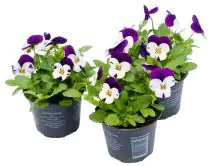 Hornveilchen Viola cornuta H 15 cm 9 cm Topf