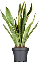 Bogenhanf Sansevieria Laurentii H ca. 50 cm 14 cm Topf