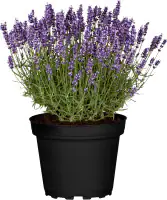 Garten Lavendel Lavandula angustifolia 2 Liter Container
