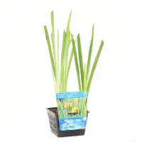 Wasserpflanze Sumpfschwertlilie 18 cm Topf