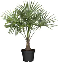 Trachycarpus Hanfpalme 34 cm Topf