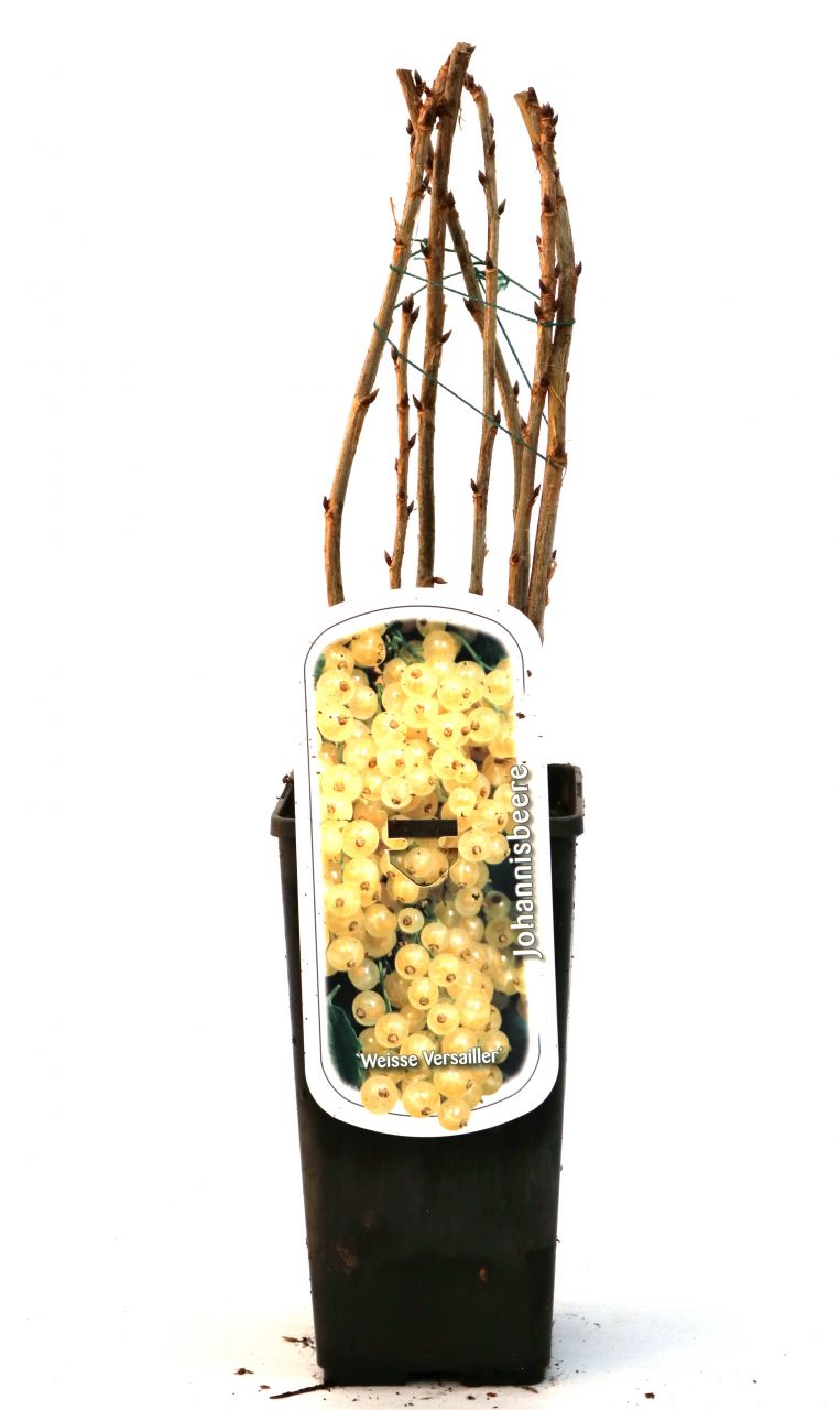 Pflanzen Obststrauch Weiße Johannisbeere 2 L Eck-Container GLO684801102