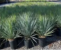 Yucca Rostrata Palmlilie H ca. 60 cm, 24 cm Topf