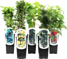 Obststrauch Himbeere in Sorten H ca 45 cm 2 L Eckcontainer