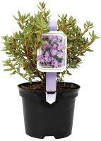 Rhododendron H ca 30 cm 5 l Container kaufen | Globus Baumarkt