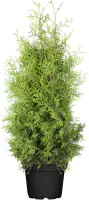 Lebensbaum Thuja occidentalis Brabant H 100- 120 cm 5 L Container