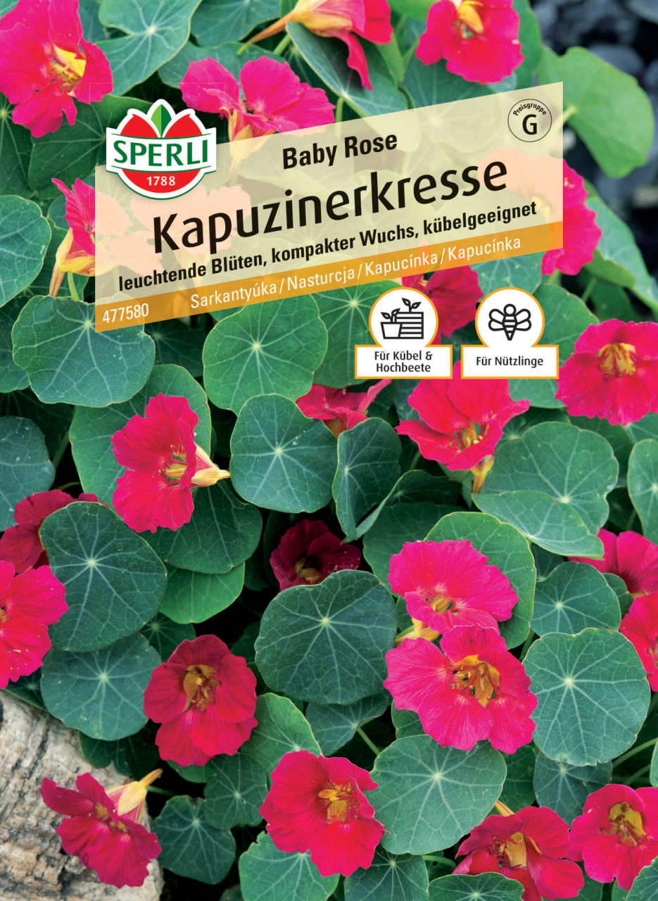 Sperli Kapuzinerkresse Baby Rose GLO693109275