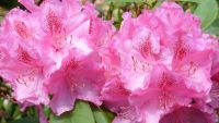 Rhododendron in Sorten 5 l Topf kaufen | Globus Baumarkt