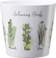 Efeu weibunt 11 cm Topf kaufen | Globus Baumarkt