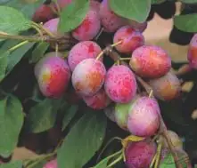 Pflaumenbaum Königin Viktoria 7,5 L Container