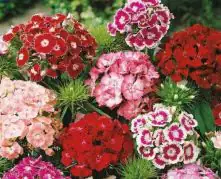 Farbenfrohe Blumenbeete Bartnelke 6er-Pack