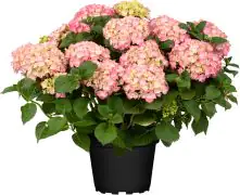 Freiland-Hortensie Hydrangea macrophylla 23 cm Topf