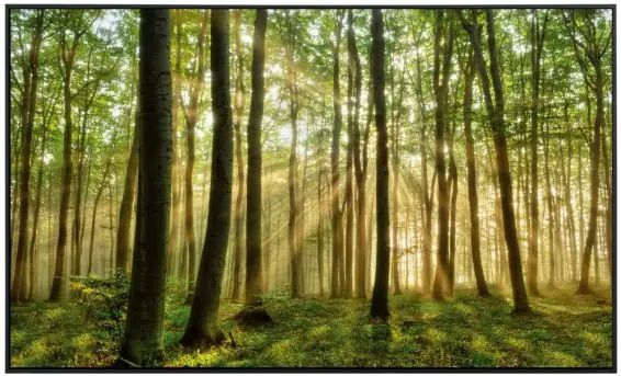 papermoon Infrarotheizkörper EcoHeat 60X100 cm 600 Watt, Wald Morgensonne