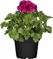 Lebensbaum Thuja occ. Brabant H 140 - 160 cm, 32 cm Topf kaufen | Globus  Baumarkt