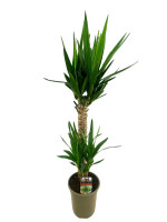 wie oft düngt man zimmerpflanzen Zimmerpflanzen Dünger, Monstera Dünger, 6 Monate Depotwirkung – PlantMe main image 0