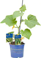 Gemüsepflanze veredelte Sorten Gurke 12 cm Topf