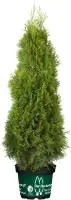 Lebensbaum Thuja occ. Smaragd 12 Liter Container 140-150 cm hoch