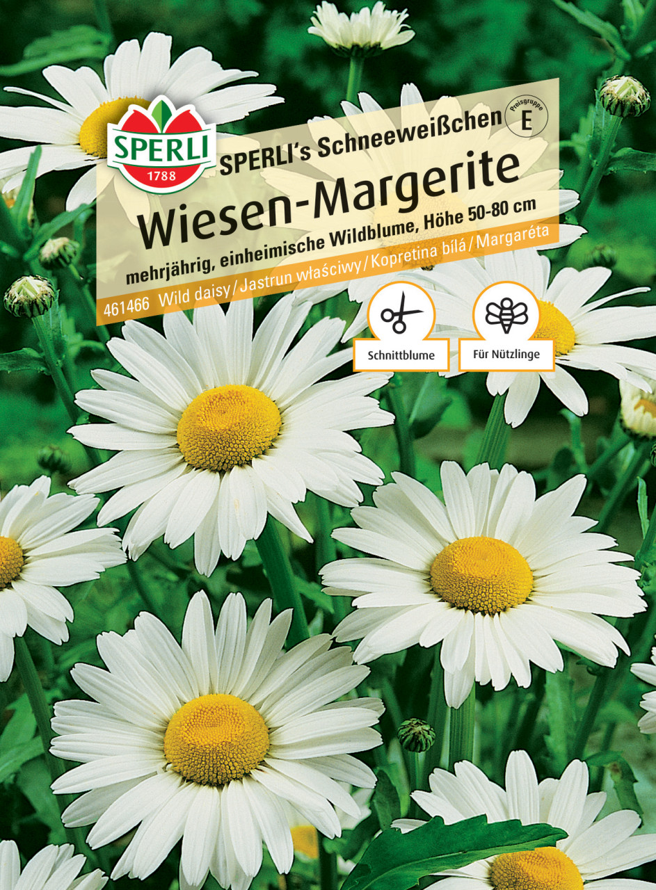 Sperli Wiesen-Margerite SPERLI's Schneeweißchen GLO693109641
