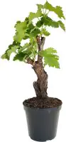 Weinrebe Vitis Vinifera H 35 cm 16 cm Topf