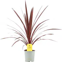 Keulenlilie Cordyline Australis 13 cm Topf