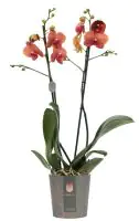 Orchidee Phalaenopsis Surf Song orange H ca. 60 cm 12 cm Topf