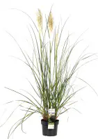 Cortaderia Pampasgras in Sorten H 70 - 100 cm, 23 cm Topf