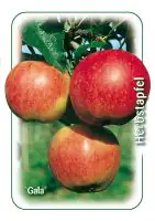 Apfelbaum Gala 7,5 L Container