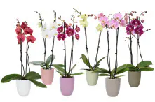 Orchideen Mix Phalaenopsis 2 Trieber 12 cm in Hugo Keramik Topf