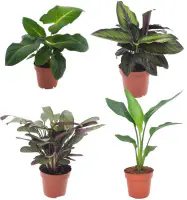 Zimmerpflanzen-Set im 12 cm Topf mit Adelonema, Korbmarante, Gebetspflanze & Baumstrelitzie