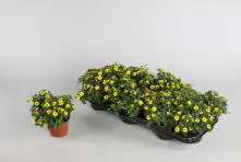 Husarenknopf Sanvitalia H 15 cm 10,5 cm Topf