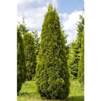 Lebensbaum Thuja occ. Smaragd H 160-180 cm 12 L Container kaufen | Globus  Baumarkt