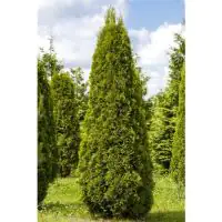Lebensbaum Thuja occ. Smaragd H 160-180 cm 12 L Container