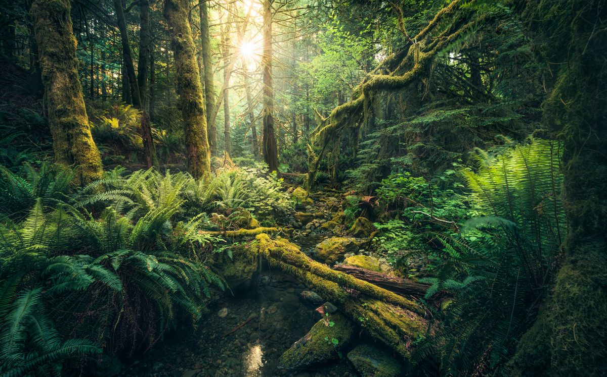 Komar Vlies Fototapete Elves Cathedral 450 x 280 cm