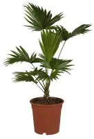 Rundblättrige Schirmpalme Livistonie Rotundifolia H ca. 35 cm 12 cm Topf