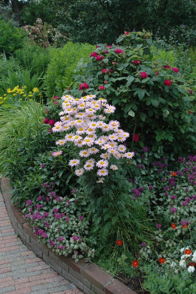 Margeriten Stamm Argyranthemum Frutescens H 80 cm 18 cm Topf kaufen