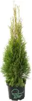 Heckenthuja Smaragd H ca 80-100 cm 23 cm Topf