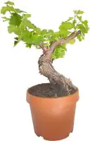 Weinrebe Vitis Vinifera H 55 cm 22 cm Topf