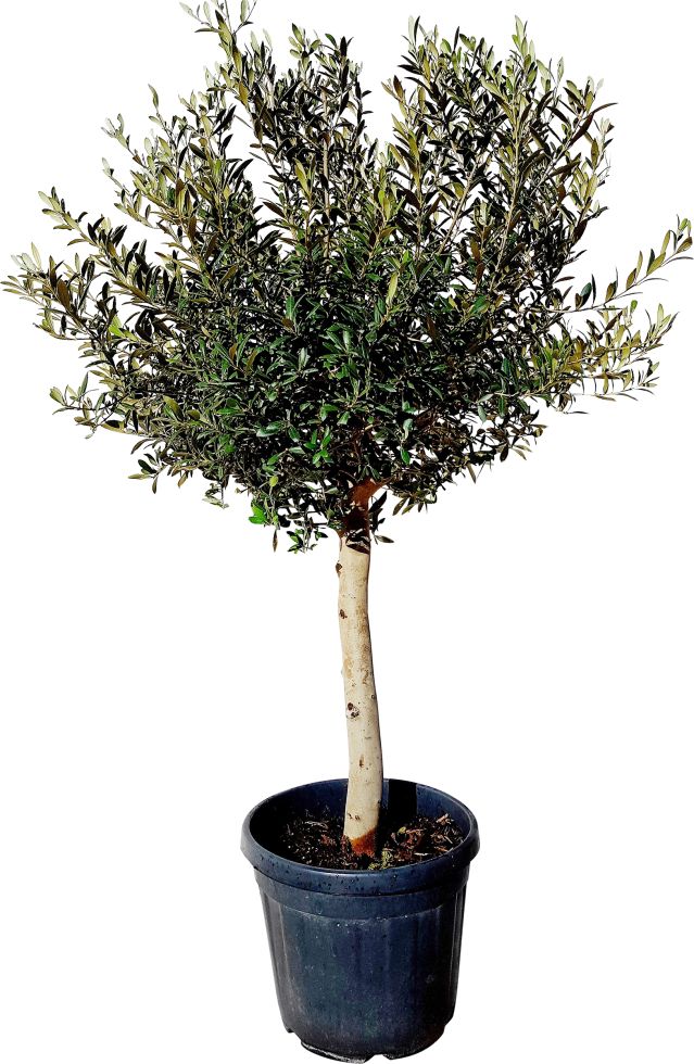Olivenbaum Olea Europaea Arbequina H ca 160 cm 35 cm Topf kaufen