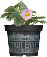 Erdbeere Pink Wonder Stadt Ernte H ca 20 cm 17 cm Topf
