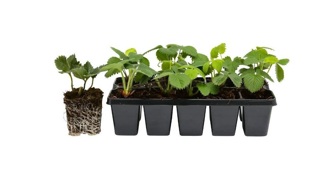 Pflanzen Erdbeere 10er Pack 7 cm Topf GLO684801724