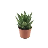 Aloe Mitriformis H ca. 20 cm  12 cm Topf