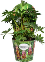 Solitärstauden Lupine Lupinus polyphyllus West Country H 80 - 100 cm 19 cm Topf