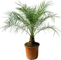 Zwergdattelpalme Phoenix Roebelinii H ca 100 cm 30 cm Topf