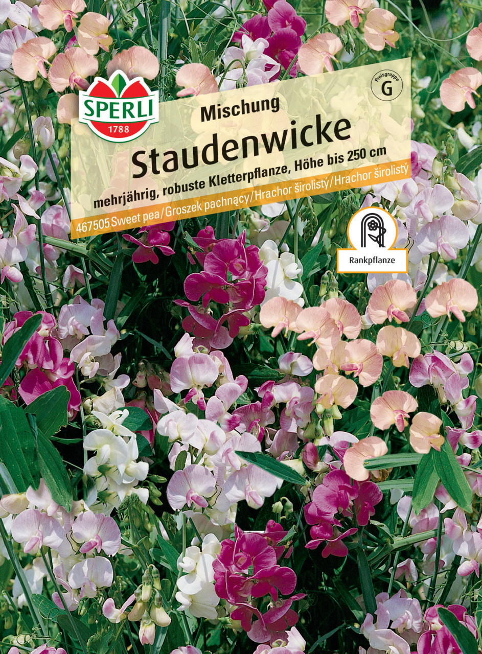 Sperli Staudenwicke Mischung GLO693109652