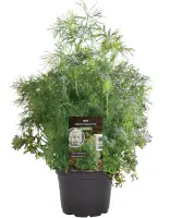 Einsteinkräuter Dill 12 cm Topf