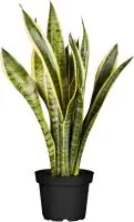 Bogenhanf Sansevieria Laurentii H ca. 40 cm 12 cm Topf